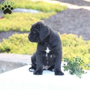 Demi, Cane Corso Puppy